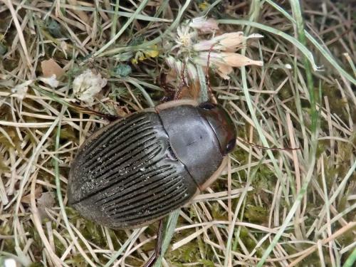 Dytiscus semisulcatus